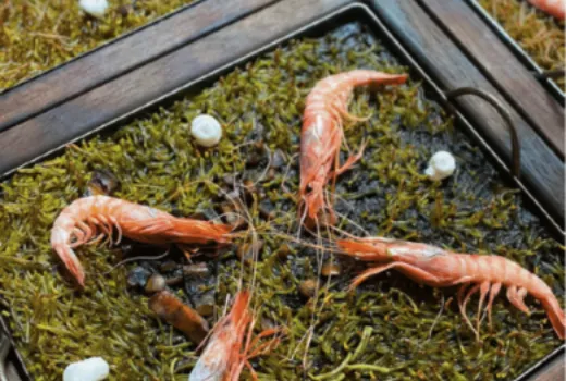 Descripción de la imagen